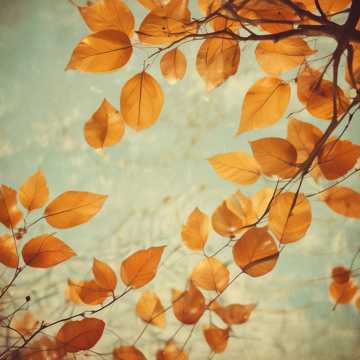 Autumn Symphony